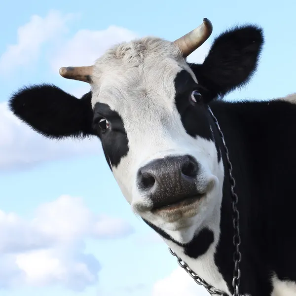 Úsměvem kráva — Stock fotografie