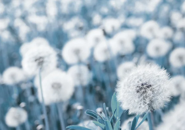 stock image Dandelions