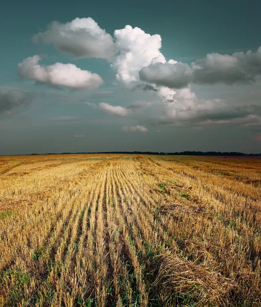 Campo — Fotografia de Stock