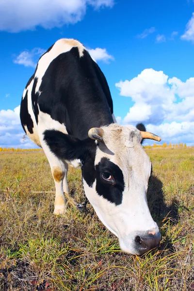 Vaca comendo grama — Fotografia de Stock