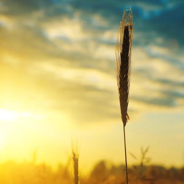 stock image Wheat