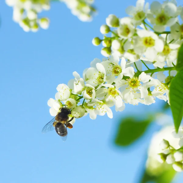 Méhek. — Stock Fotó