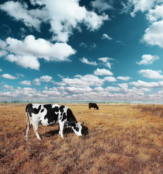 Vacas — Foto de Stock