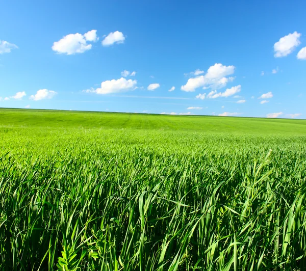 Meadow — Stock Photo, Image