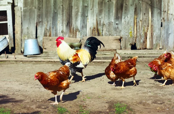 Hühner — Stockfoto