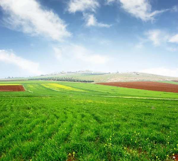 Grass — Stock Photo, Image