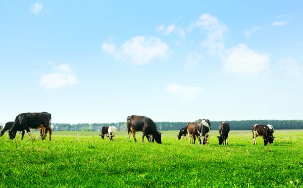Vacas — Foto de Stock
