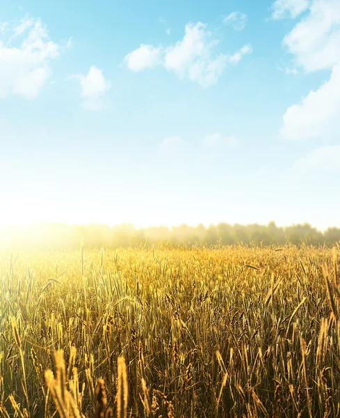 Wheat — Stock Photo, Image