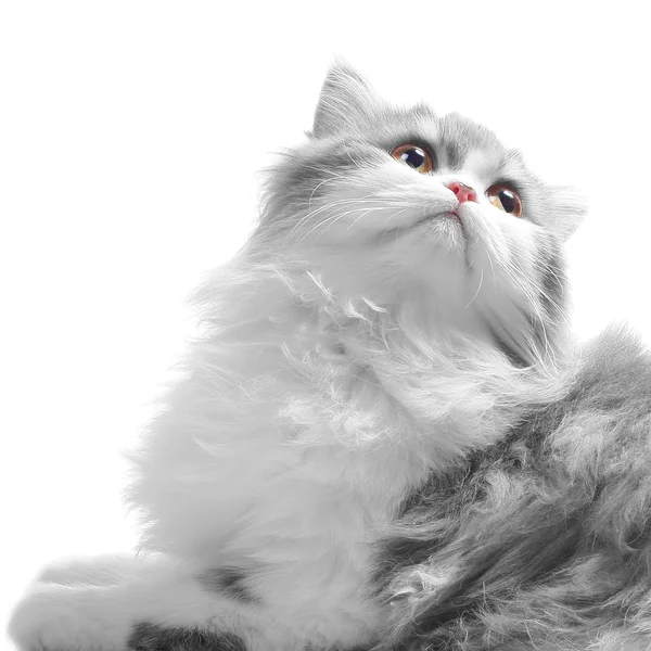 Fars kedisi — Stok fotoğraf