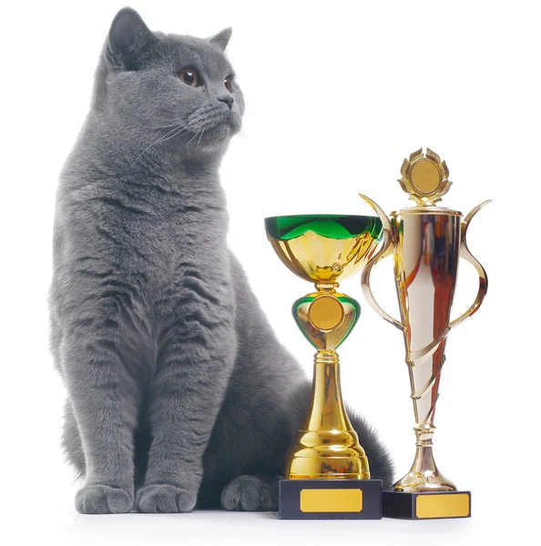 stock image Cat with awards