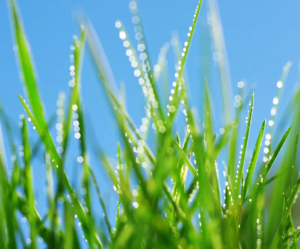 Grass — Stock Photo, Image