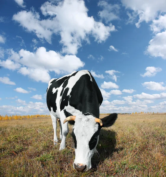 Корова на лугу — стоковое фото