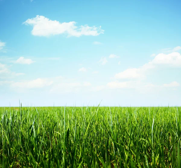 Grass — Stock Photo, Image