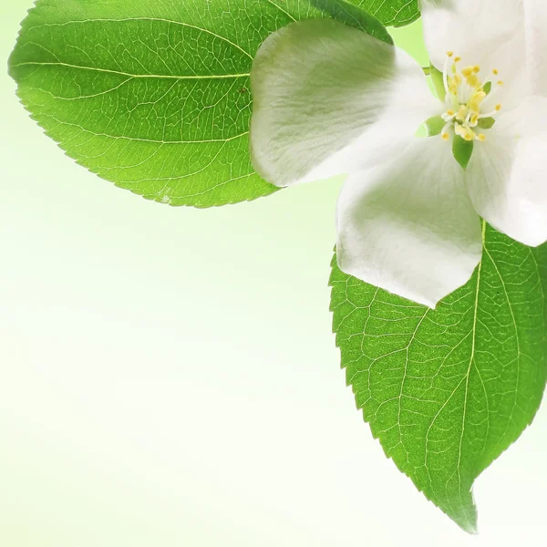 Blossom — Stock Photo, Image