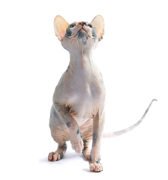 Сфінкс кішка — стокове фото