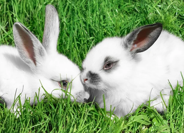 Kaniner — Stockfoto
