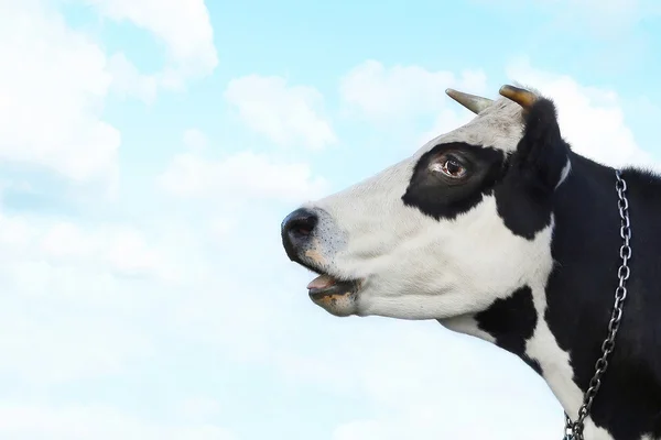 Удивлённая корова — стоковое фото