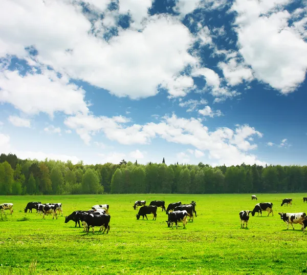 Коровы — стоковое фото