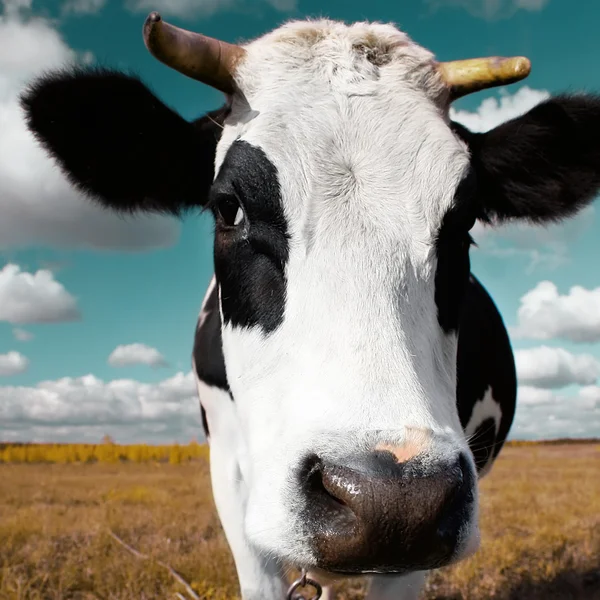 Vaca en el prado — Foto de Stock
