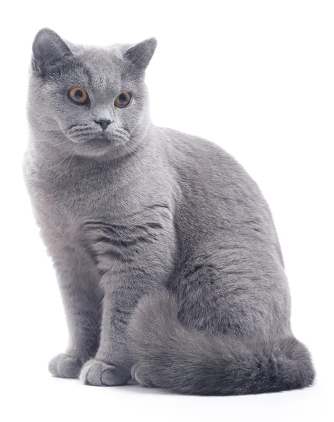 Cat. — Stock Photo, Image