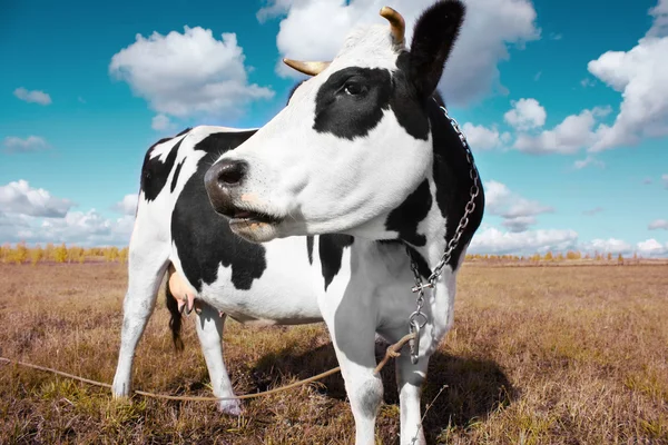 Корови на лузі — стокове фото