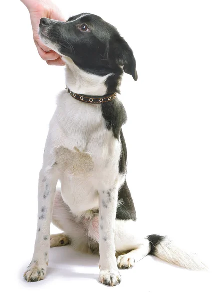 Mischlingshund — Stockfoto