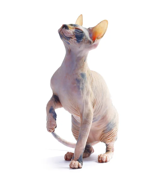 Katt sphinx — Stockfoto