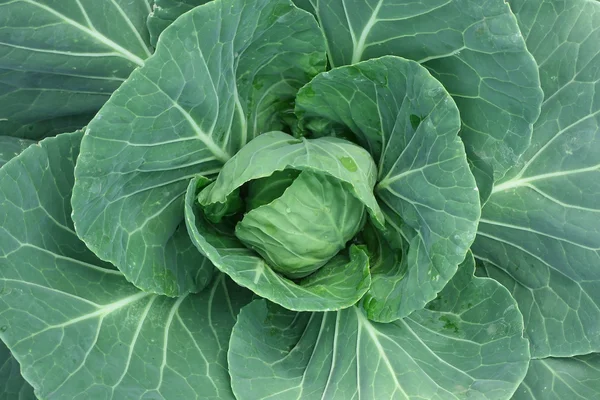 stock image Cabbage