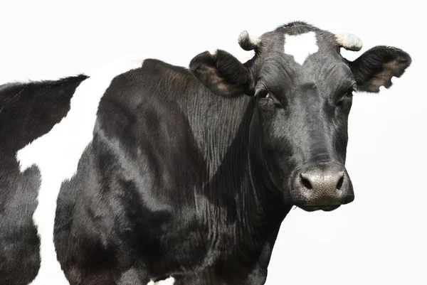 Vaca triste — Fotografia de Stock
