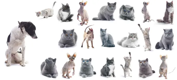 Кішки шпалерами білого кольору — стокове фото