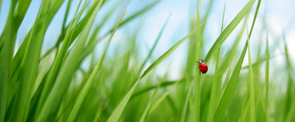 Solo mariquita roja en la hierba —  Fotos de Stock