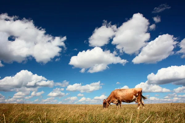 Vaca. — Fotografia de Stock