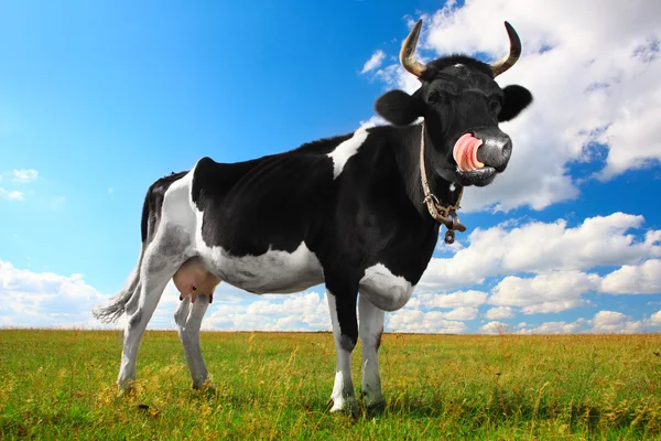 Чёрная корова — стоковое фото