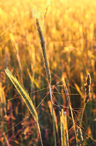 Weizen — Stockfoto