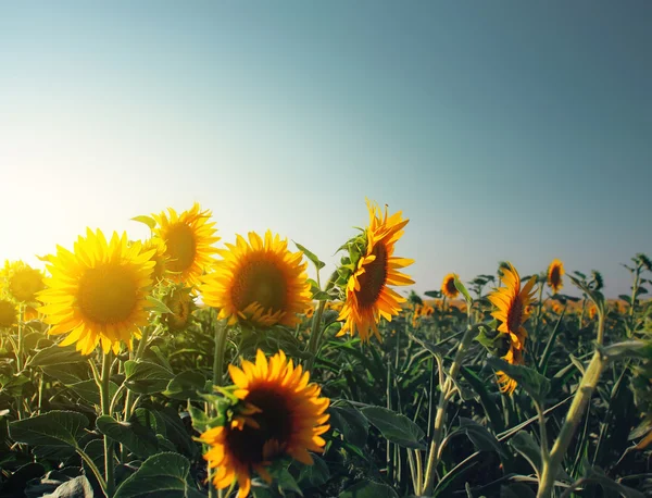 stock image Sunflowers