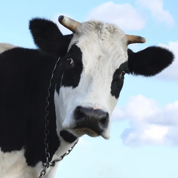 Сумно корова — стокове фото