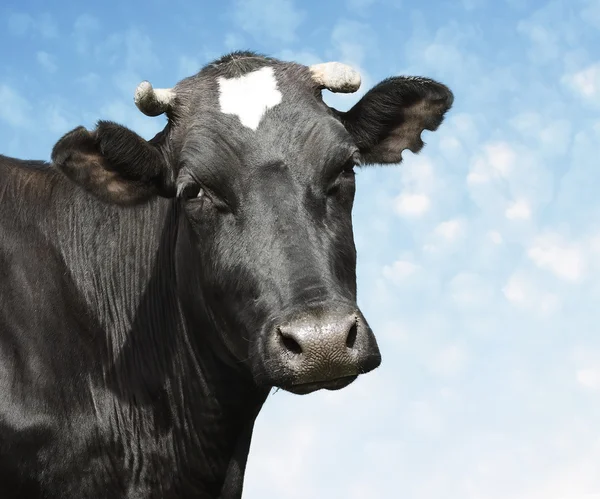 Сумно чорний корова — стокове фото