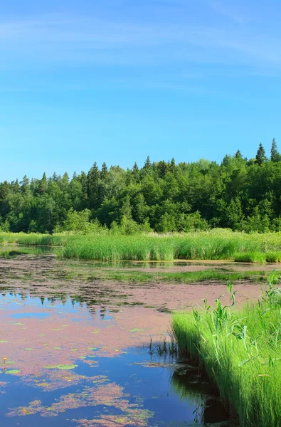Swampy pond — Stock Photo, Image