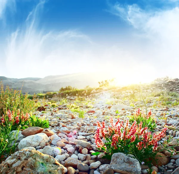 Sunrise over land with stones and flowers — Stock Photo, Image