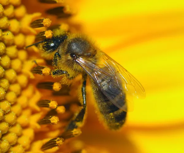 Včela na slunečnici — Stock fotografie