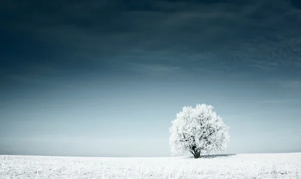 Замерзшее дерево, покрытое снегом — стоковое фото