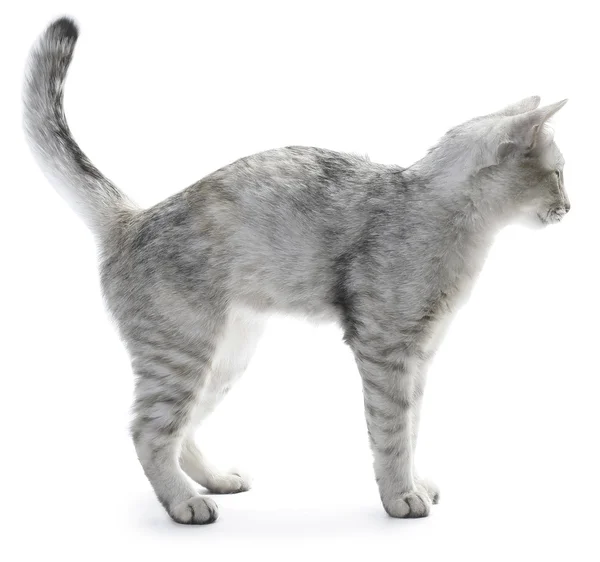 Kočka nad bílým pozadím — Stock fotografie