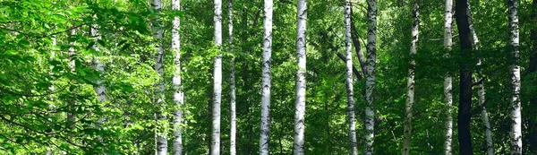 stock image Birches