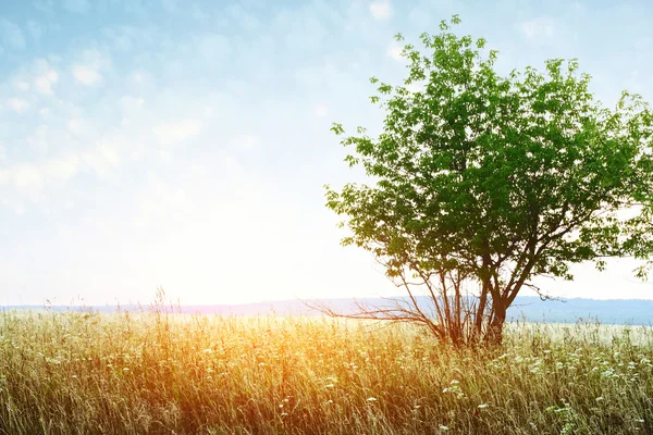 Дерево на солнце — стоковое фото