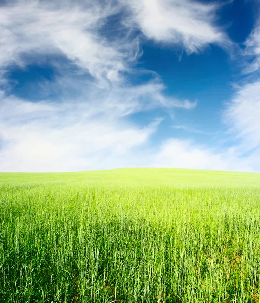 Green meadow and blue sky with clouds — Stock Photo, Image