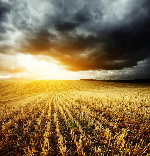 Campo — Fotografia de Stock