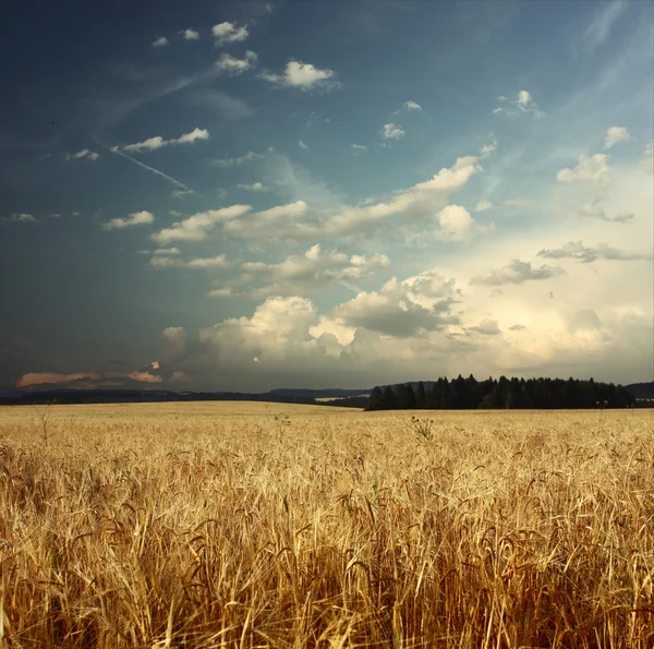 熟した小麦 — ストック写真