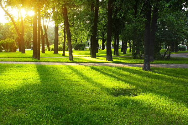 Green lawn in city park under sunny light