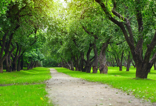 Path in city park with green trees on sides