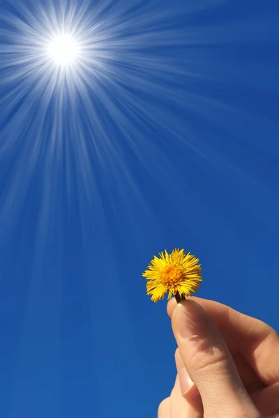 Flower in hand — Stock Photo, Image